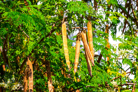 Moringa-Extrakt in kosmetischen Produkten