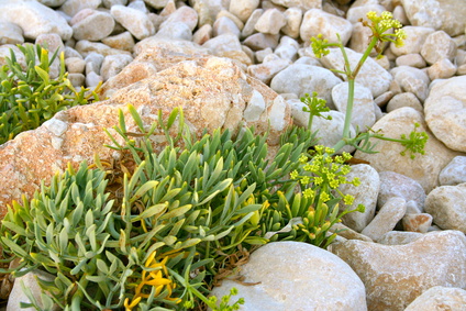 Meerfenchel Extrakt in kosmetischen Produkten