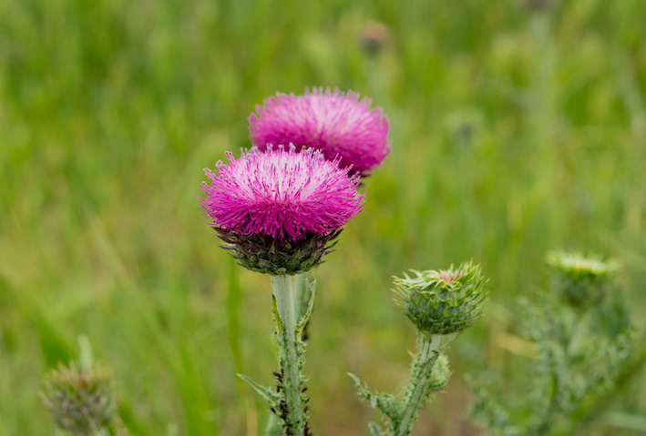 Saflor-Bergscharte in kosmetischen Produkten