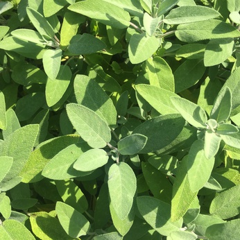 Salbei in kosmetischen Produkten