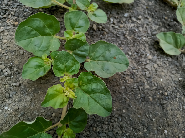 Melavoid in kosmtischen Produkten 