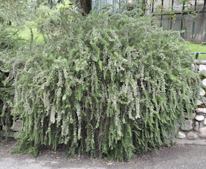 Rosmarin in kosmetischen Produkten