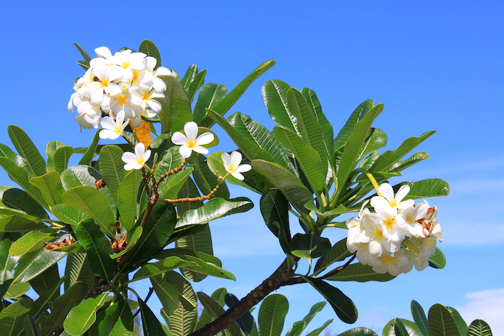 Blog Media Tiare Blüten in kosmetischen Produkten