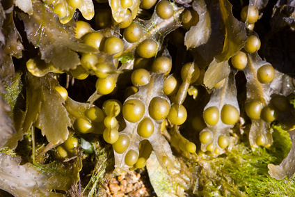 Alginate in kosmetischen Produkte