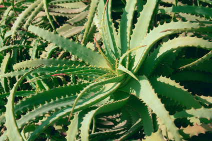 Aloe Vera in Kosmetikprodukten
