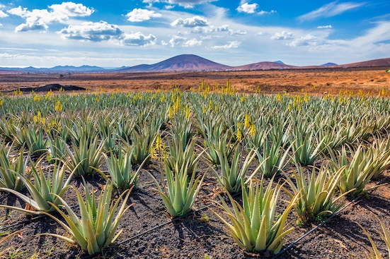 Aloe Vera Plantage Fuerteventura