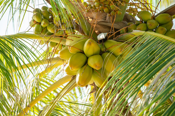 Cocate in kosmetischen Produkten