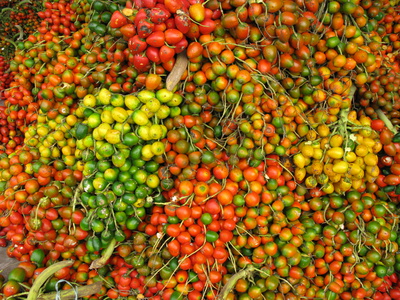 Palmöl in kosmetischen Produkten 