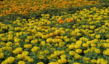 Calendula - Ringelblume in kosmetischen Produkten