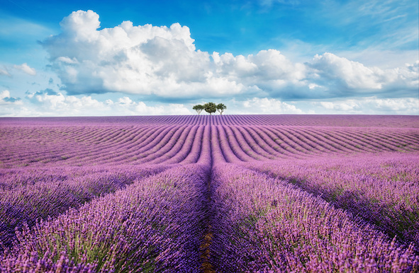 Lavendel Lavendel