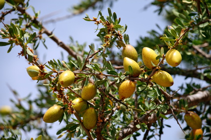 Argan-l_Fotolia_65402676_XS Arganöl