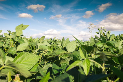 Sojaöl in kosmetischen Produkten