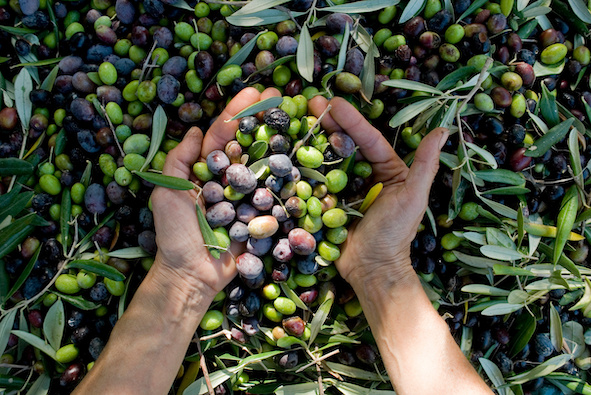 Olivenöl in kosmetischen Produktenen 