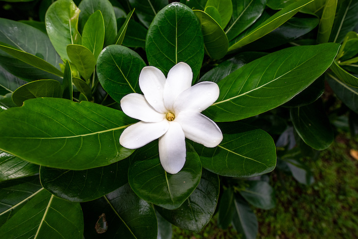 Blog Media Monoi de tahiti -Tiare Blüte