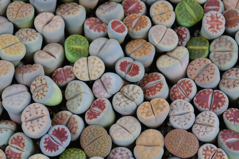 Blog Media Nektaria Lithops in kosmetischen Produkten