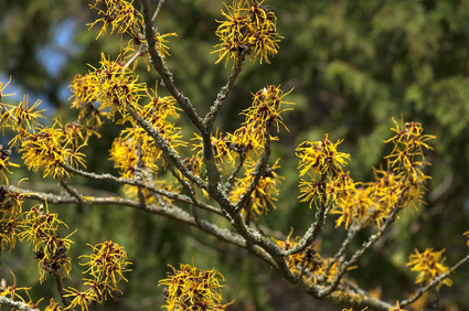 Hamamelis in kosmetischen Produkten