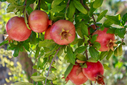 Granatapfel-Extrakt in kosmetischen Produkten