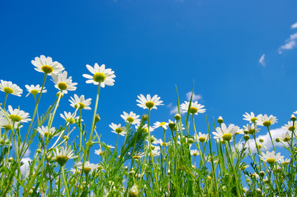 Kamille in kosmetischen Produkten