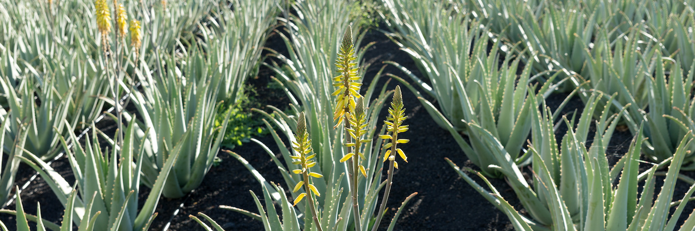 Aloe Vera